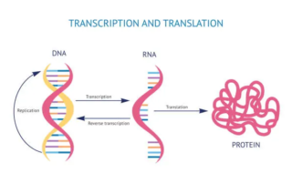 mRNA