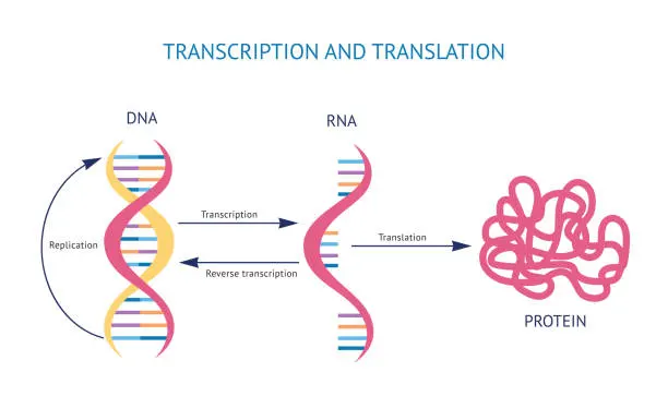 mRNA