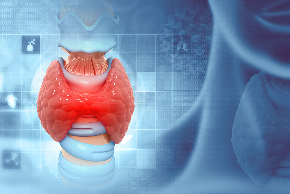 Medical illustration of the thyroid gland highlighting its anatomy and function in the human body.